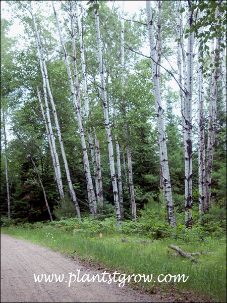 Quaking aspen (Populus tremuloides) 
The trees in this image are genetically identical clones of the mother plant. The form a colonal colony.